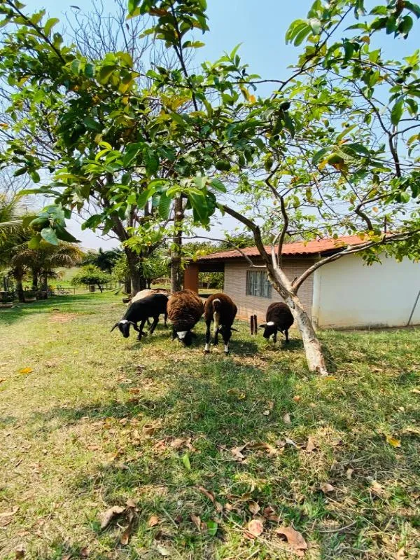 Chácara para Venda em Álvares Machado, Vila Nossa Senhora Da Paz, 3 dormitórios, 1 suíte, 4 banheiros, 3 vagas — foto 2