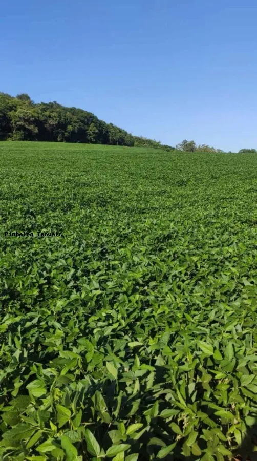 Sítio para Venda em Narandiba, Área Rural — foto 2